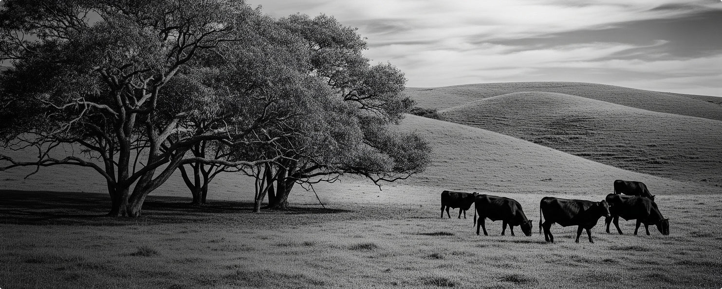 Worsten - Beef Boutique